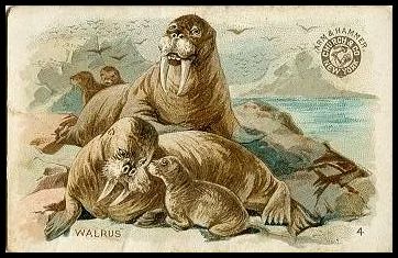 4 Walrus